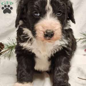 Cooper, Bernedoodle Puppy